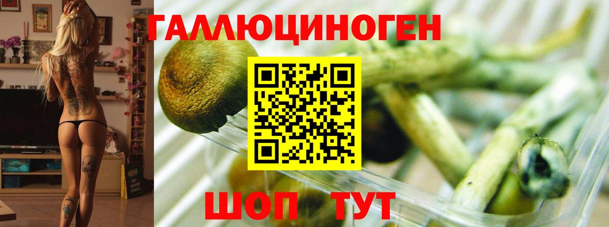 Котовск  Галлюциногенные грибы Psilocybe  Вход с VPN 